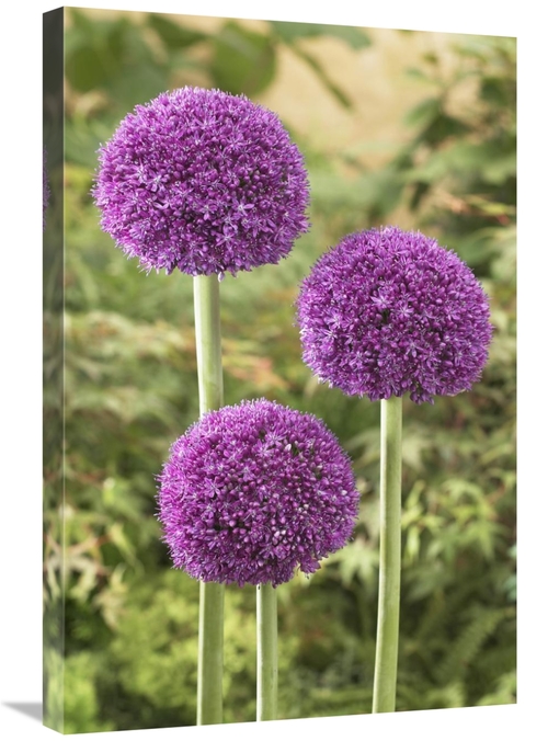 Global Gallery GCS-398359-2030-142 20 x 30 in. Onion Ambassador Variet