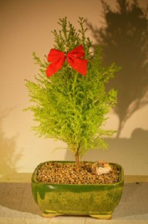 Lemon Cypress Bonsai Tree (cupressus macrocarpa)