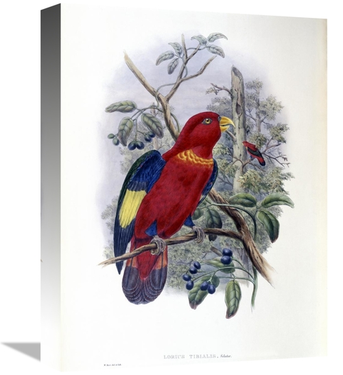 Global Gallery GCS-277743-16-142 16 in. Blue-Thighed Lory Art Print - 