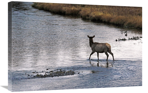 Global Gallery GCS-486520-30-142 30 in. Cow Elk Crossing Art Print - V