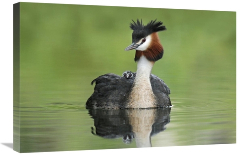 Global Gallery GCS-397465-2030-142 20 x 30 in. Great Crested Grebe wit