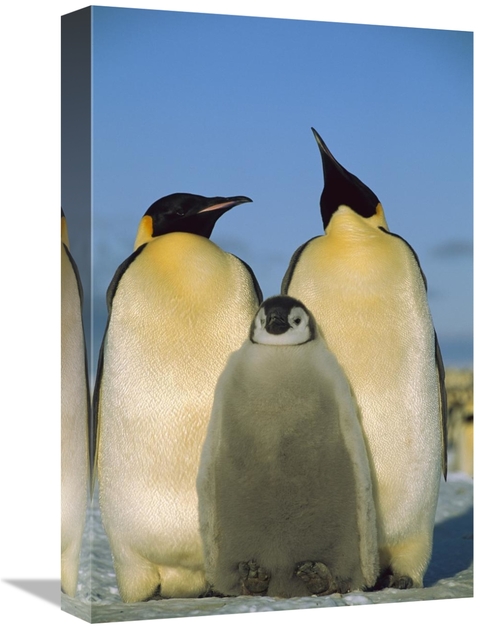 Global Gallery GCS-453119-1218-142 12 x 18 in. Emperor Penguin Pair wi