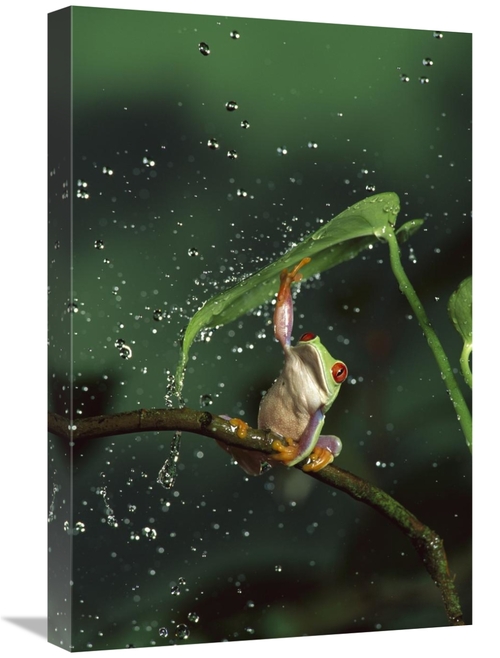 Global Gallery GCS-395717-1624-142 16 x 24 in. Red-Eyed Tree Frog in R