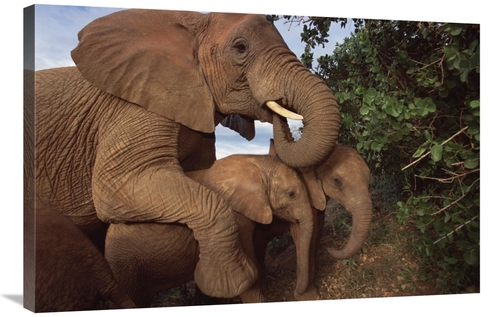 Global Gallery GCS-452965-2436-142 24 x 36 in. Malalka Mothering Baby 