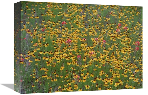 Global Gallery GCS-452044-1216-142 12 x 16 in. Paintbrush & Coreopsis 