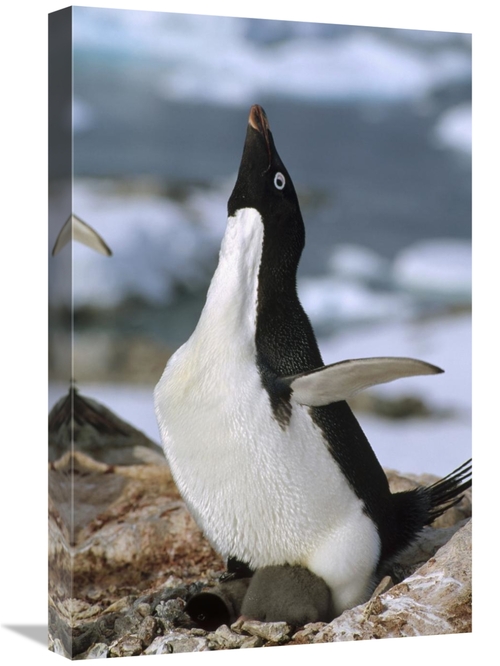 Global Gallery GCS-451282-1624-142 16 x 24 in. Adelie Penguin on Nest 
