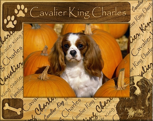 Giftworks Plus DBA0048 Cavalier King Charles- Alder Wood Frame- 8 x 10