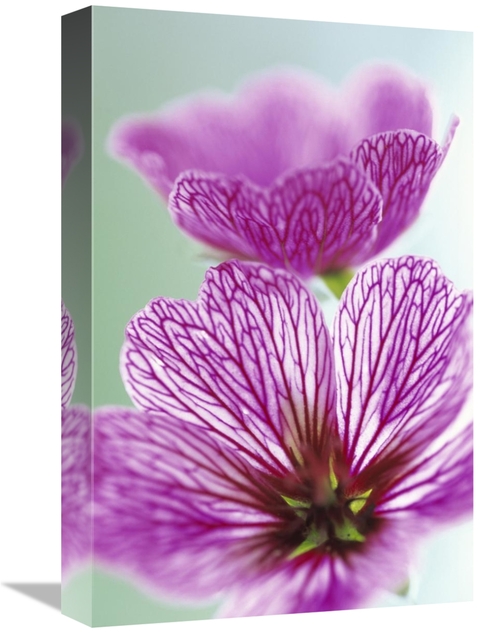 Global Gallery GCS-453611-1218-142 12 x 18 in. Sweet Scented Geranium 