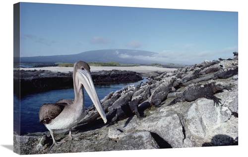 Global Gallery GCS-451157-2030-142 20 x 30 in. Brown Pelican Amid Colo