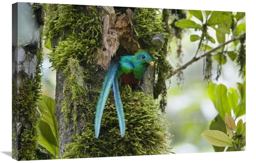 Global Gallery GCS-452695-2436-142 24 x 36 in. Resplendent Quetzal Mal