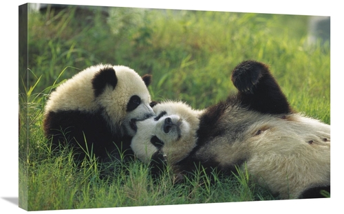 Global Gallery GCS-398115-2030-142 20 x 30 in. Giant Panda Female & Ye
