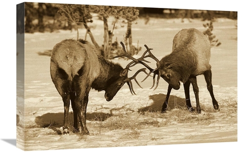 Global Gallery GCS-453691-1624-142 16 x 24 in. Elk Bulls Fighting in t