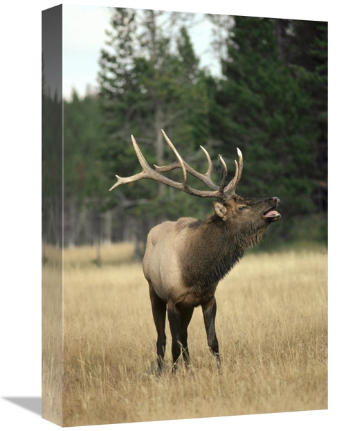 Global Gallery GCS-451864-1218-142 12 x 18 in. Elk Male Bugling During