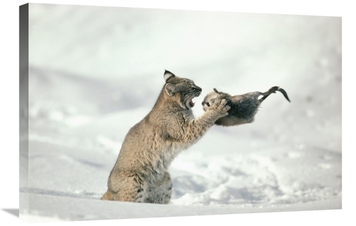Global Gallery GCS-397994-2030-142 20 x 30 in. Bobcat Capturing Muskra