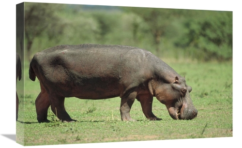 Global Gallery GCS-452384-1624-142 16 x 24 in. Hippopotamus Grazing on