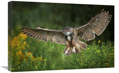 Global Gallery GCS-398213-1624-142 16 x 24 in. Eagle Owl Landing, 