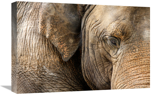 Global Gallery GCS-486533-22-142 22 in. Eye of the Elephant Art Print 