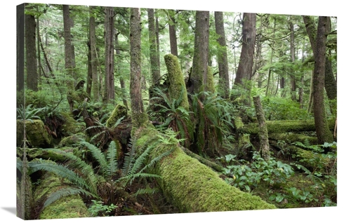 Global Gallery GCS-395514-2436-142 24 x 36 in. Interior of Old-Growth 