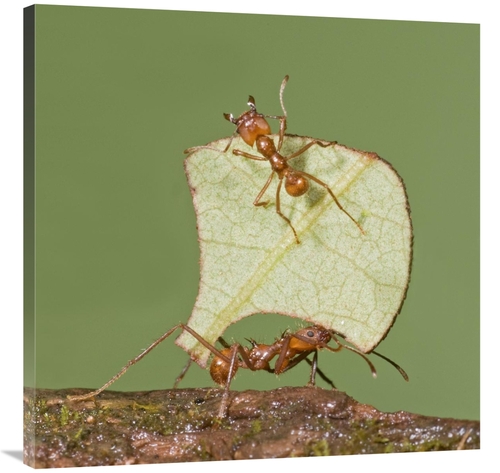 Global Gallery GCS-397407-3636-142 36 x 36 in. Leafcutter Ant Carrying