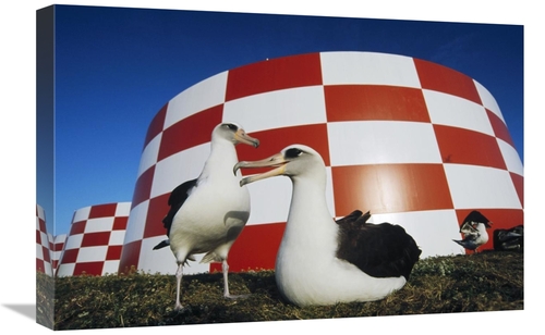 Global Gallery GCS-451449-1624-142 16 x 24 in. Laysan Albatross Pair N