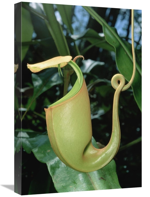 Global Gallery GCS-450976-1624-142 16 x 24 in. Pitcher Plant Traps Ins