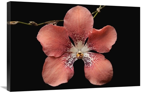 Global Gallery GCS-397540-2436-142 24 x 36 in. Orchid Flower, Saba