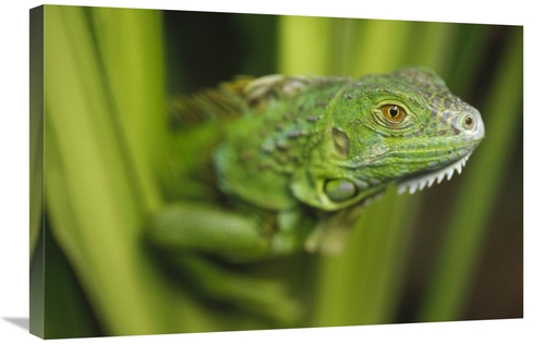 Global Gallery GCS-396452-2030-142 20 x 30 in. Green Iguana Amid Green