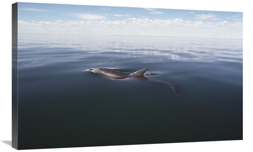 Global Gallery GCS-450686-36-142 36 in. Bottlenose Dolphin Surfacing t