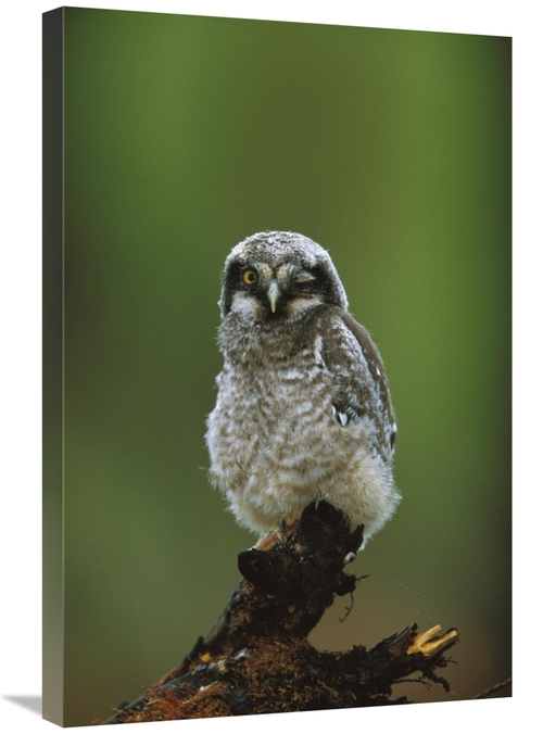 Global Gallery GCS-453322-2030-142 20 x 30 in. Northern Hawk Owl Chick