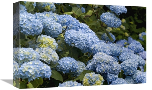 Global Gallery GCS-398406-1218-142 12 x 18 in. Bigleaf Hydrangea Madam