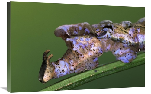 Global Gallery GCS-453598-2436-142 24 x 36 in. Nymphalid Butterfly Cat