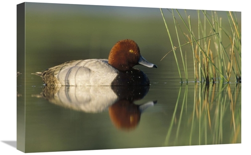 Global Gallery GCS-396349-1624-142 16 x 24 in. Redhead Duck Male, 
