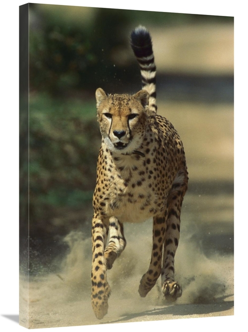 Global Gallery GCS-450845-2030-142 20 x 30 in. Cheetah Running, Na