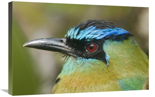 Global Gallery GCS-397272-2030-142 20 x 30 in. Blue-Crowned Motmot&#44