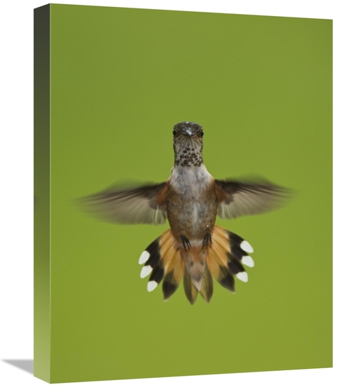 Global Gallery GCS-395425-1620-142 16 x 20 in. Rufous Hummingbird Hove
