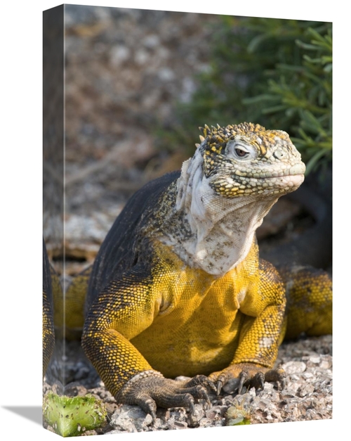 Global Gallery GCS-397351-1218-142 12 x 18 in. Galapagos Land Iguana&#