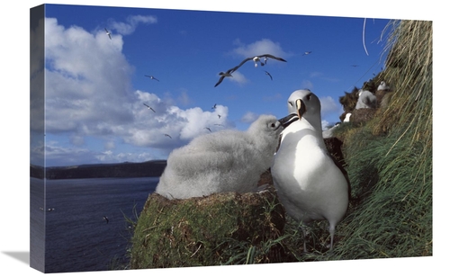 Global Gallery GCS-451615-1624-142 16 x 24 in. Grey-Headed Albatross C