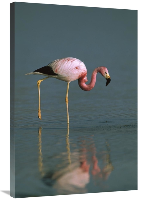 Global Gallery GCS-397888-2436-142 24 x 36 in. Andean Flamingo Wading&