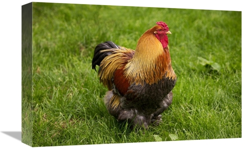 Global Gallery GCS-397527-1218-142 12 x 18 in. Domestic Chicken, P