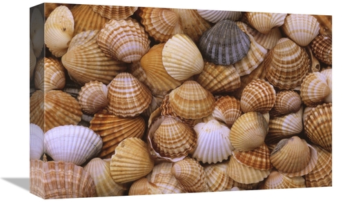 Global Gallery GCS-398209-1218-142 12 x 18 in. Common Cockle Close Up 