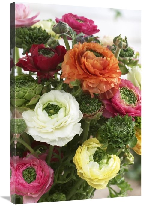 Global Gallery GCS-398389-2436-142 24 x 36 in. Buttercup Mirabelle Ver