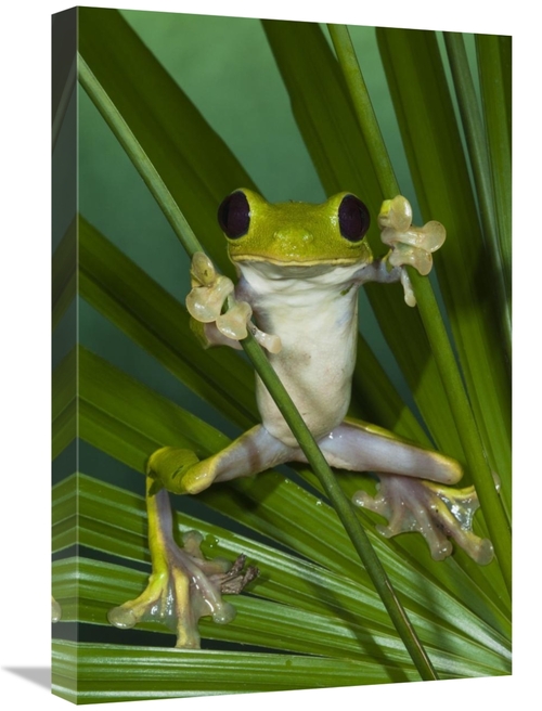 Global Gallery GCS-397899-1624-142 16 x 24 in. Gliding Leaf Frog, 