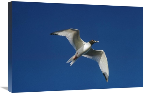 Global Gallery GCS-451297-2030-142 20 x 30 in. Swallow-Tailed Gull Fly