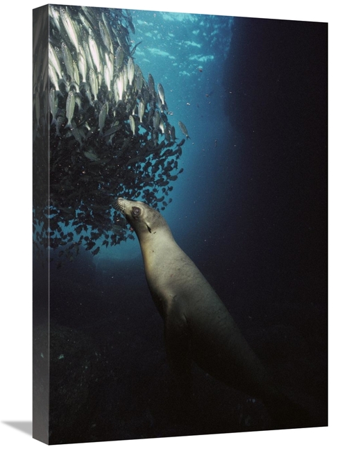 Global Gallery GCS-451759-1624-142 16 x 24 in. Galapagos Sea Lion Pup 