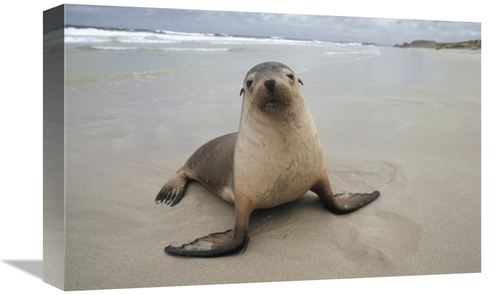 Global Gallery GCS-452904-1218-142 12 x 18 in. Australian Sea Lion Por