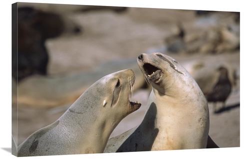 Global Gallery GCS-451828-2436-142 24 x 36 in. Hookers Sea Lion Female