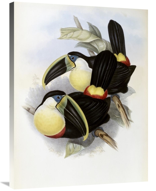 Global Gallery GCS-277753-36-142 36 in. Citron-Brested Toucan Art Prin