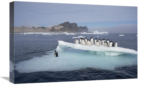 Global Gallery GCS-451542-1624-142 16 x 24 in. Adelie Penguins Resting