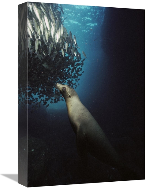 Global Gallery GCS-451759-1218-142 12 x 18 in. Galapagos Sea Lion Pup 