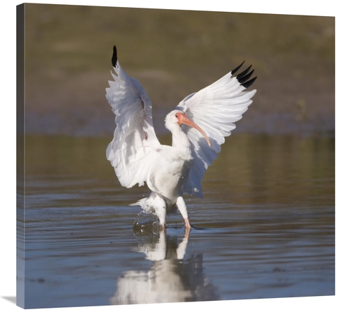 Global Gallery GCS-453335-36-142 36 in. White Ibis Landing, Rio Gr